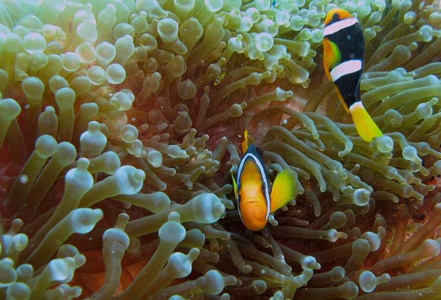 IMG_7716rc_Maldives_Madoogali_Poisson clown de clark Amphiprion clarkii.jpg